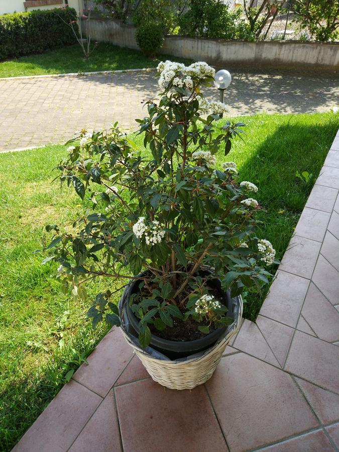 Marinella B&B Cornale Bagian luar foto